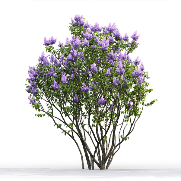 Syringa Vulgaris 02