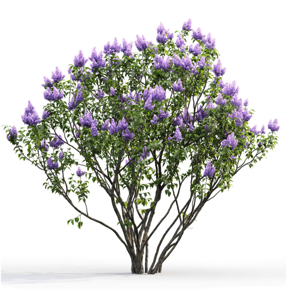 Syringa Vulgaris 02