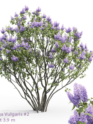 Syringa Vulgaris 02