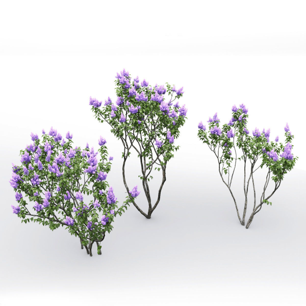 Syringa Vulgaris 02