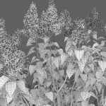 Syringa Vulgaris 02