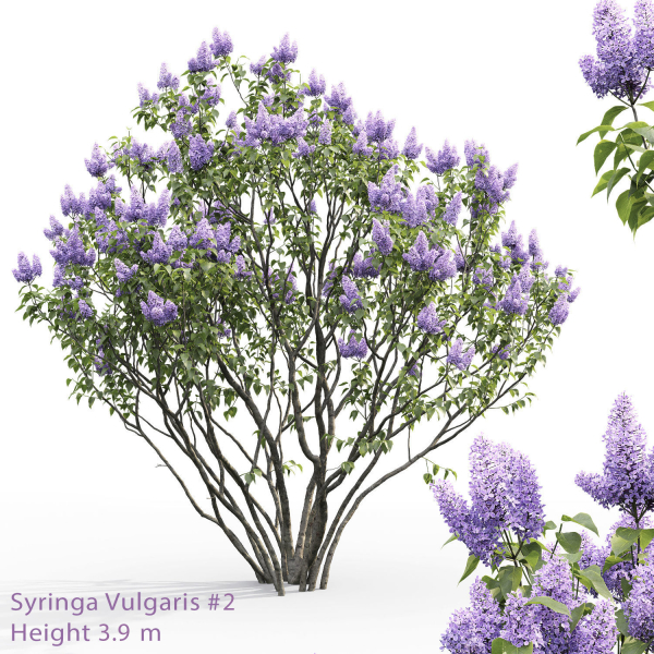 Syringa Vulgaris 02