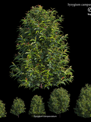 syzygium-campanulatum-plant-3d-model-afffe9e3c5