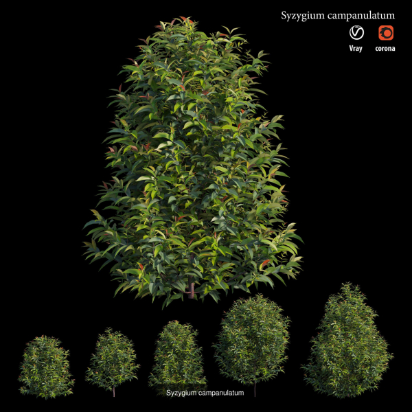 Syzygium campanulatum plant
