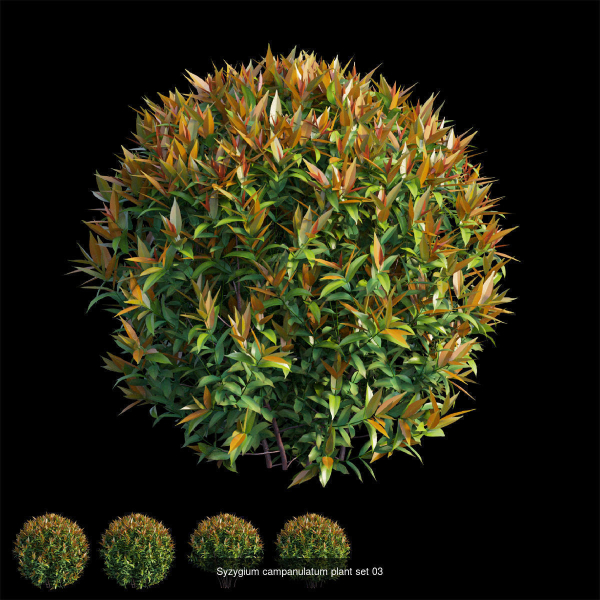 Syzygium campanulatum plant