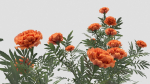 Tagetes flower
