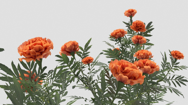 Tagetes flower