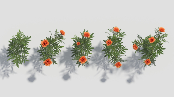 Tagetes flower