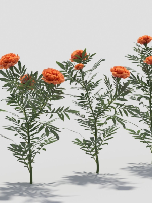 tagetes-flower-3d-model-4e6217deab