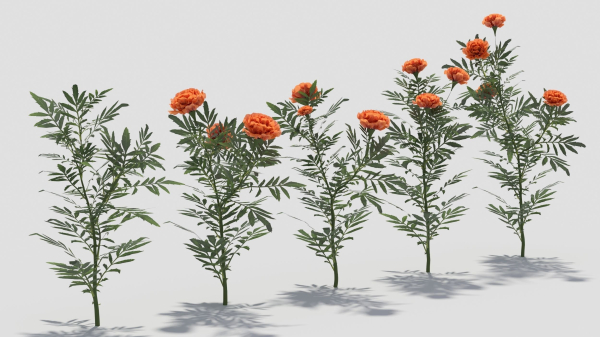 Tagetes flower