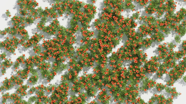 Tagetes flower