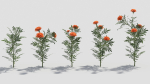 Tagetes flower