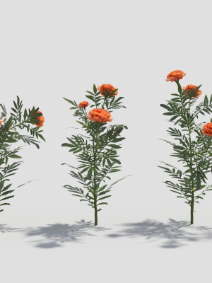 Tagetes flower