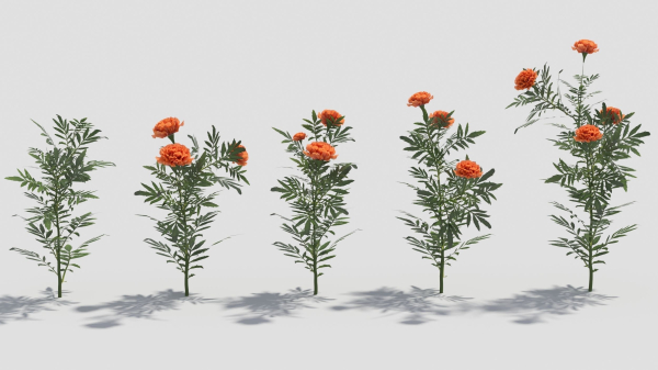Tagetes flower