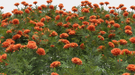 Tagetes flower