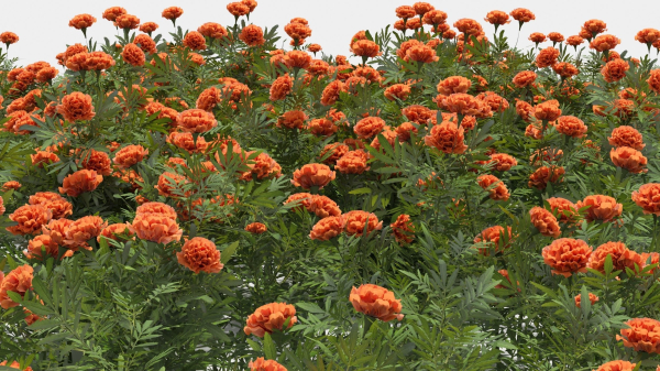 Tagetes flower