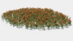 Tagetes flower