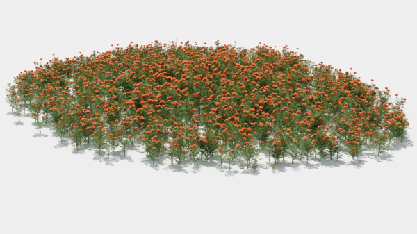 Tagetes flower
