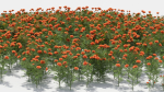 Tagetes flower