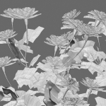 Tagetes - Marigold