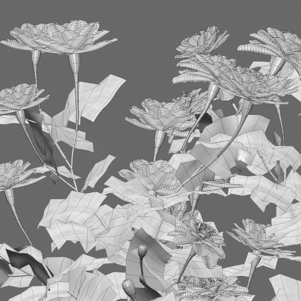 Tagetes - Marigold