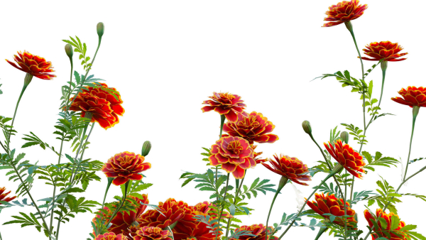 Tagetes - Marigold