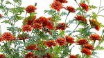 Tagetes - Marigold