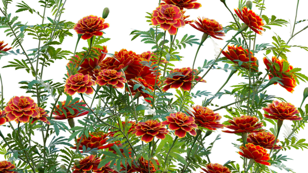 Tagetes - Marigold