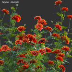Tagetes - Marigold