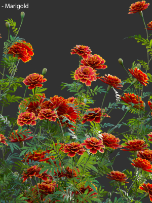 tagetes-marigold-3d-model-4b9930678b