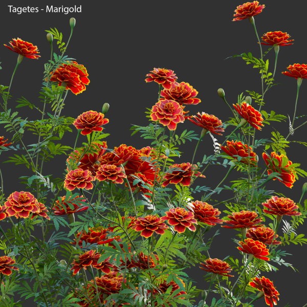 Tagetes - Marigold