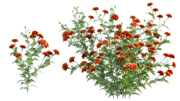 Tagetes - Marigold