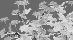 Tagetes - Marigold