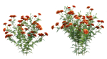 Tagetes - Marigold
