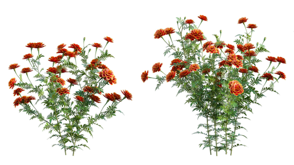 Tagetes - Marigold