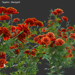 Tagetes - Marigold