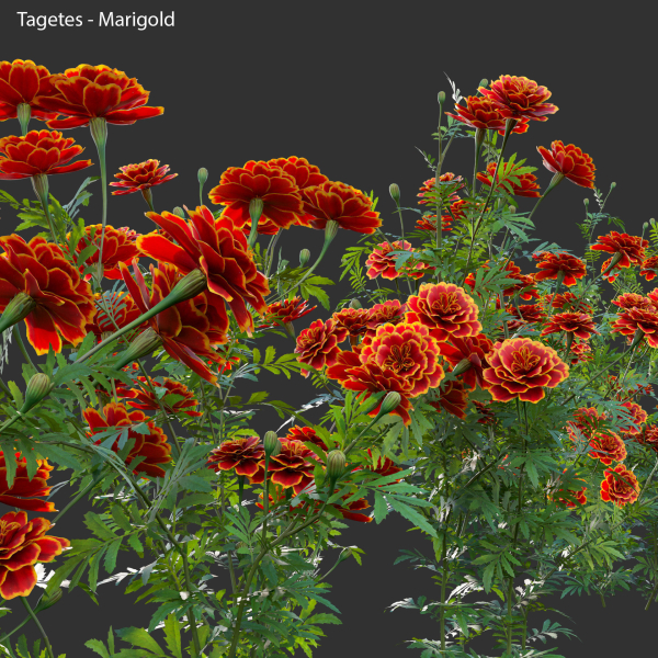 Tagetes - Marigold