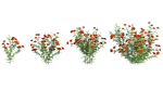 Tagetes - Marigold