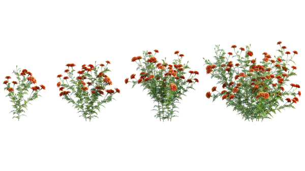 Tagetes - Marigold