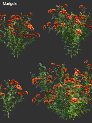 Tagetes - Marigold