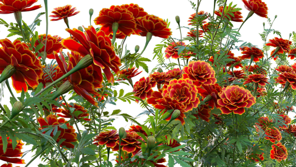 Tagetes - Marigold