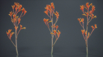 Tall Kangaroo Paw Australian Sword Lily Anigozanthos Flavidus