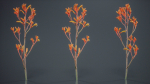 Tall Kangaroo Paw Australian Sword Lily Anigozanthos Flavidus