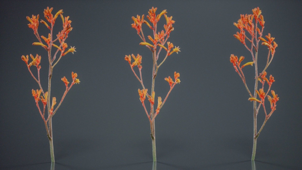 Tall Kangaroo Paw Australian Sword Lily Anigozanthos Flavidus