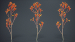 Tall Kangaroo Paw Australian Sword Lily Anigozanthos Flavidus