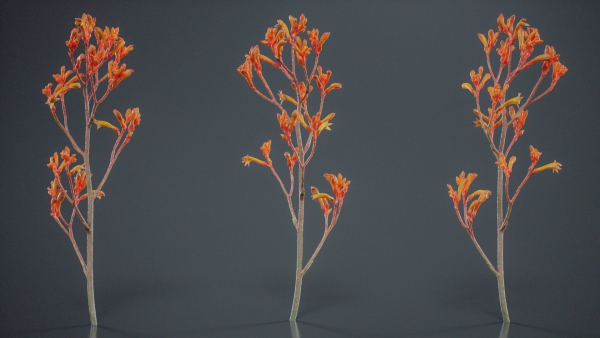 Tall Kangaroo Paw Australian Sword Lily Anigozanthos Flavidus