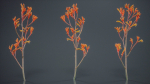 Tall Kangaroo Paw Australian Sword Lily Anigozanthos Flavidus
