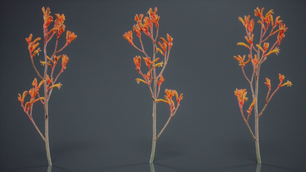 Tall Kangaroo Paw Australian Sword Lily Anigozanthos Flavidus