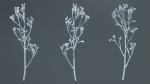 Tall Kangaroo Paw Australian Sword Lily Anigozanthos Flavidus