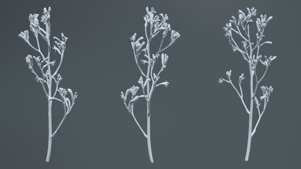 Tall Kangaroo Paw Australian Sword Lily Anigozanthos Flavidus